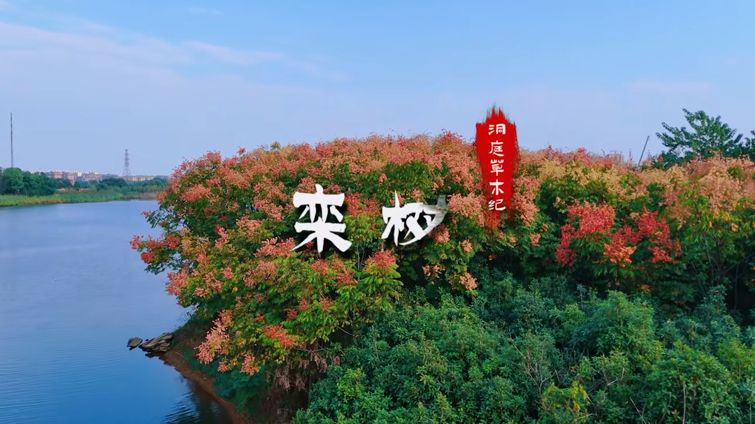 洞庭草木纪 · 栾树