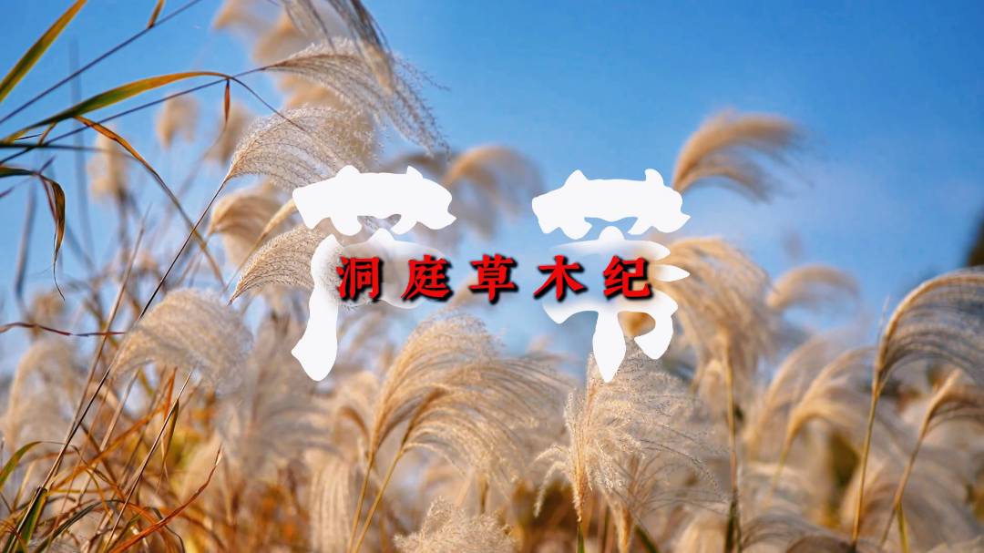 洞庭草木纪 · 芦苇