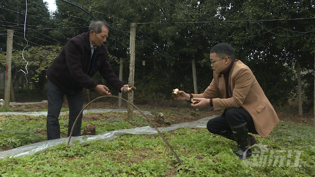 太阳成集团tyc9728赤松茸种植工夫又添新
