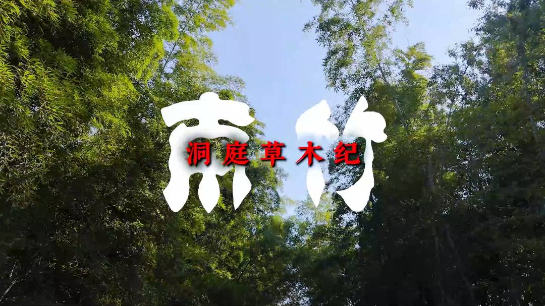 洞庭草木纪 · 南竹