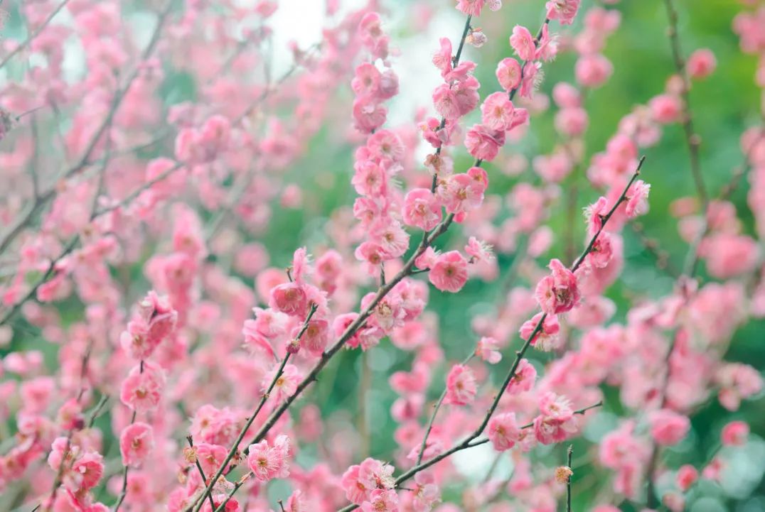花开沅江 | 来蓼叶湖赏红梅吧！
