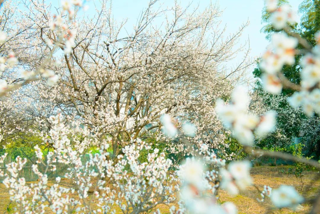 花开沅江 | 杨梅山：青梅似雪迎春至