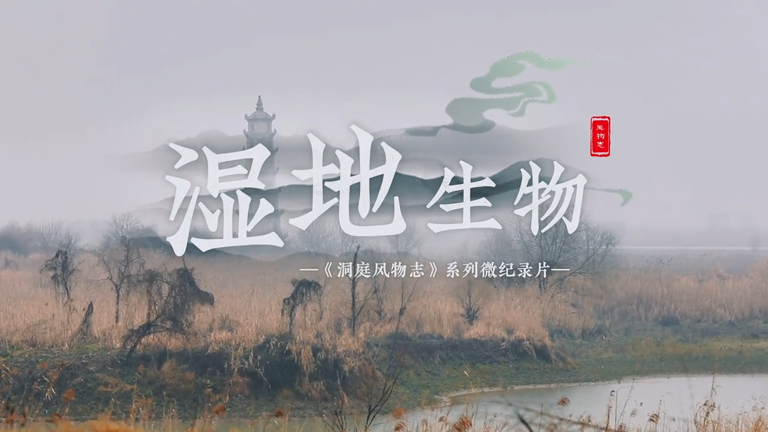 洞庭风物志 · 湿地生物