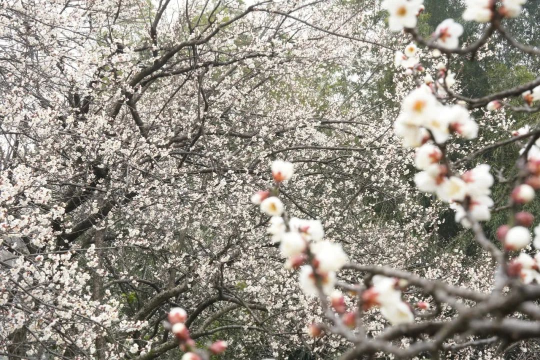 青梅花海爆红！沅江这个村竟把“颜值”变成2000余万产值