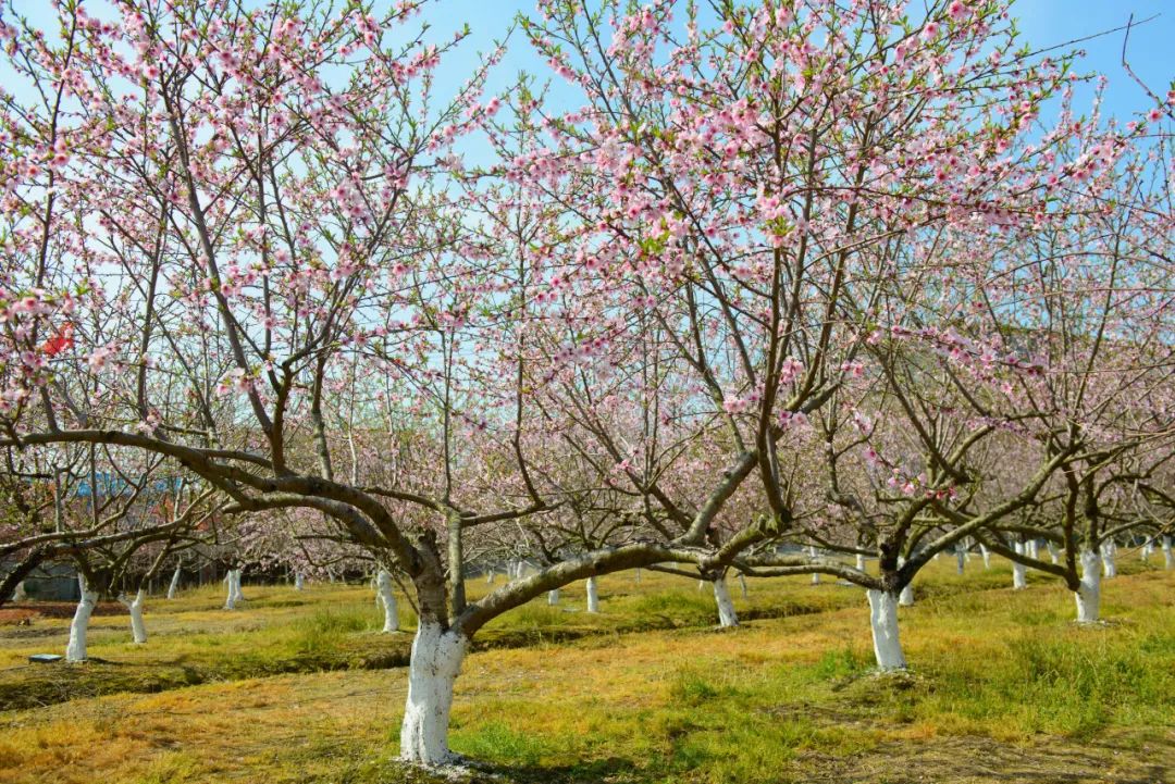 七彩油菜花×粉红桃花！九只树村的春日‘撞色派对’邀你入画！