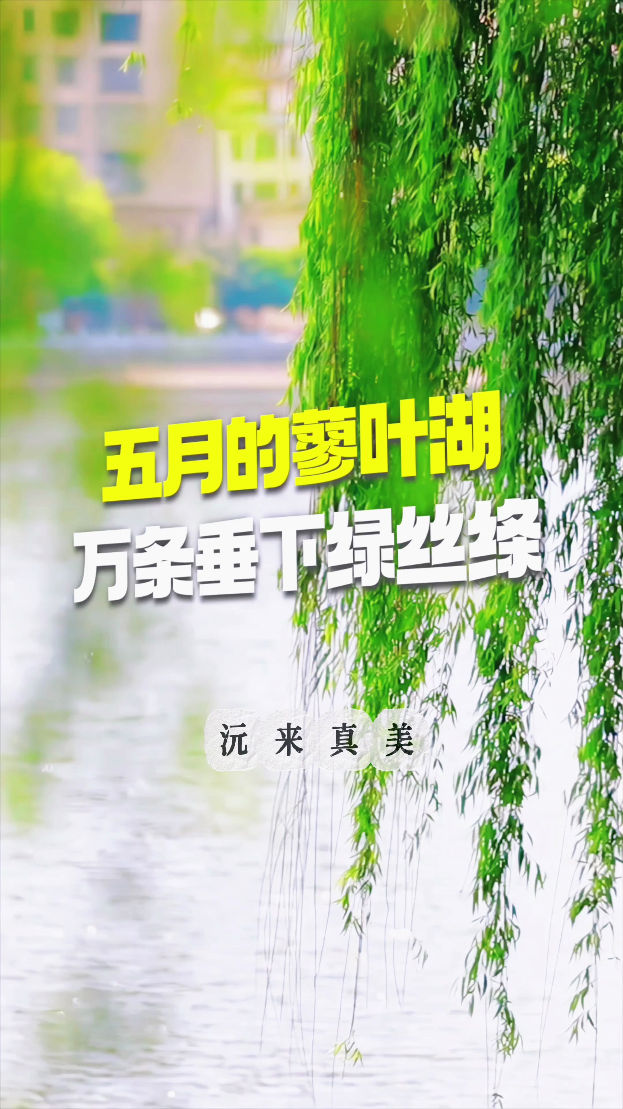 沅江私藏「绿光森林」出圈：5月万条垂柳全屏暴击，随手拍都是电影海报！